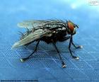 Комнатная муха встречается в большинстве климатов земли